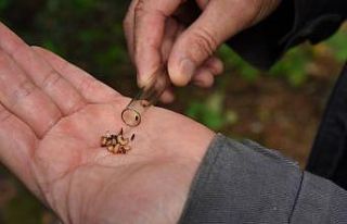 Artvin’de 50 bin ’Terminatör’ avcı böcek...