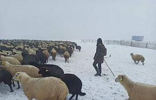 Artvin’de ani bastıran kar sürü sahiplerine zor...