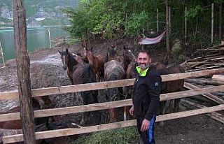 Artvin’de ölüme terk edilen atlara barınak bulunamayınca...