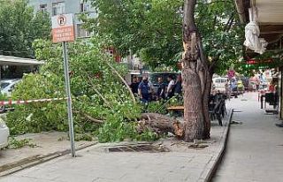 Artvin’de şiddetli rüzgar etkili oldu