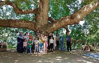 Asırlık çınar ağacı altında piknik etkinliği