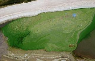 Atatürk Barajı yeşile büründü