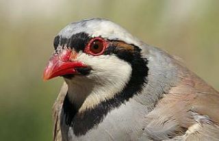 Av yasağında alınan önlemler kekliklerin popülasyonunu...