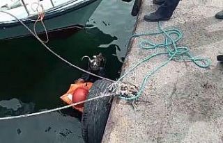 Avcılar’da denize düşen kedi için itfaiye seferber...