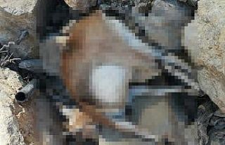 Avlanması yasak olan yaban keçisi vurulmuş halde...