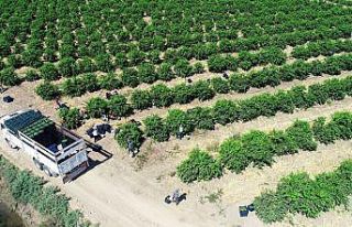 Avrupa ve Rusya’nın limonu Adana’dan