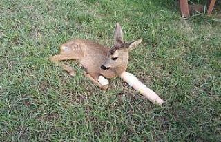 Ayağı kırılan yavru karaca bakıma alındı