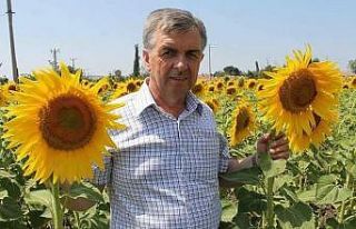 Ayçiçek avans fiyatları üreticinin yüzünü güldürdü