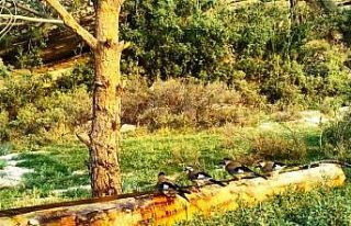 Aydın DKMP, yaban hayvanlarını unutmadı