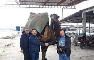 Aydın’da ilginç bir ’deve’ davası