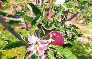 Aylar sonra gelen yağışla şaşıran elma ağacı...