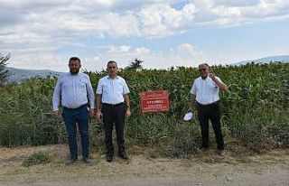 Az su isteyen Dane ve Şeker Sorgum’da hasat zamanı