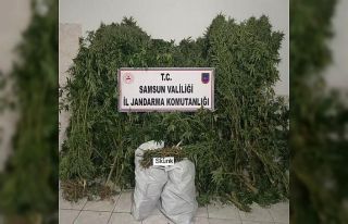 Bafra’da 12 bin 769 gram skunk bitkisi ele geçirildi