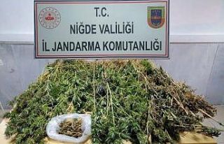 Bağ evinde 158 kök kenevir ve 200 gram esrar ele...