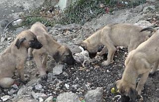 Bahçede doğum yapan köpek ve 8 yavrusuna esnaf...