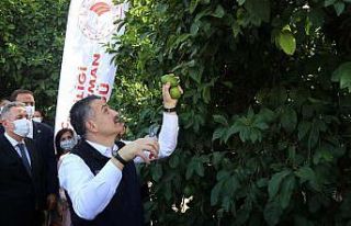 Bakan Pakdemirli limon topladı