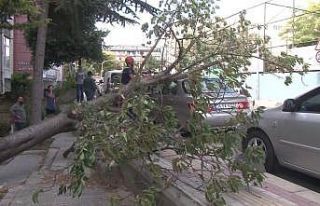 Bakırköy’de şiddetli rüzgarda ağaç devrildi:...