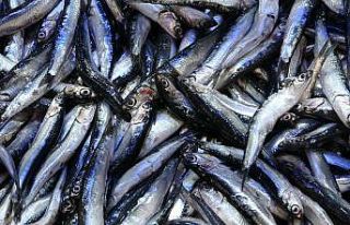 Balık tezgahlarında hamsi günü