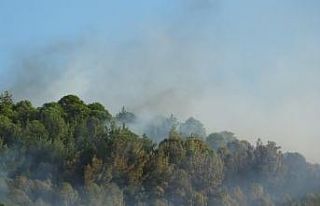Balıkesir’de çıkan orman yangını kontrol altına...