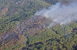 Balıkesir’de orman yangını
