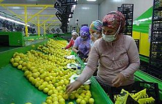 Balkan ülkelerine limon ihracatı başladı