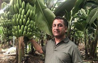 Bankalar "yetişmez" diye kredi vermedi...