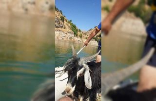 Baraj kayalığında 4 gündür mahsur kalan keçi...