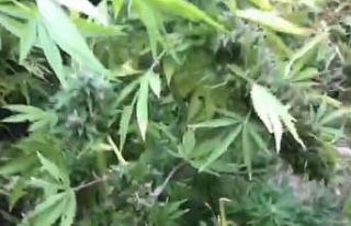 Barınak olarak kullandıkları alana hint keneviri...