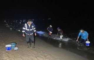 Bartın’da balıklar sahile vurdu