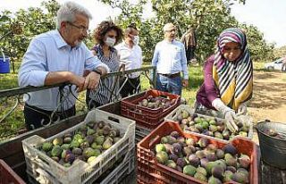 Başkan Erdem’den çağrı: İnciri üreticiden...