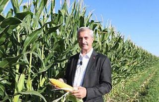 Başkan Tahmazoğlu mısır hasadına katıldı