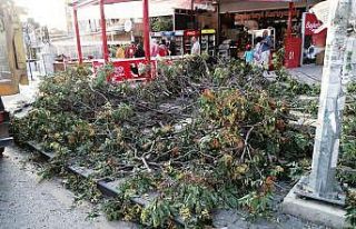 Başkentte sert esen rüzgar ağaçları devirdi