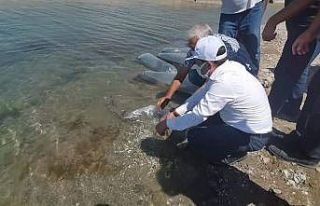 Baskil’de 300 bin sazan baraj gölüne bırakıldı