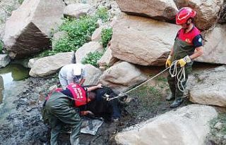 Bataklığa düşen inek kurtarıldı