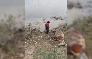 Bataklığa saplanan ineği itfaiye ekipleri kurtardı