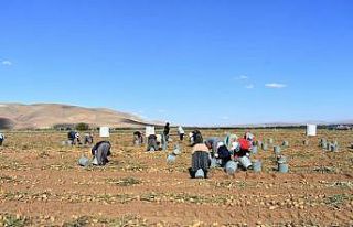 Bayburt’ta patates hasadına başlandı