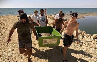 Belek’te kurtarılan Caretta’lar tedaviye alındı