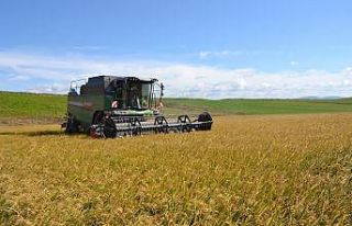 Biga’da çeltik hasadı yapıldı