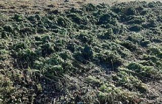 Bingöl’de 337 kilo uyuşturucu maddesi ele geçirildi