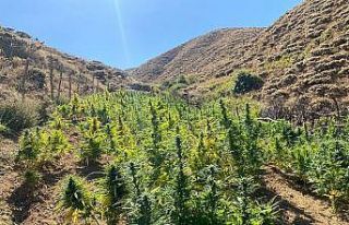 Bingöl’de 7 bin kök kenevir, 27 kilo esrar ele...