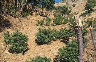 Bingöl’de bin 100 kök kenevir ve 21 kilo esrar...