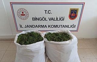 Bingöl’de bin 473 kök kenevir ile 23 kilo skunk...