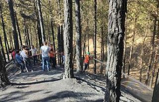 Bingöl’de çamlık alanda çıkan yangın büyümeden...