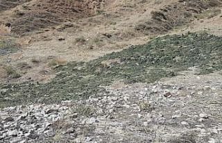 Bingöl’de kırsalda kurumaya bırakılmış 289...