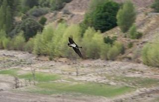 Biri bile nadir görülürken, ikisi bir arada görüntülendi