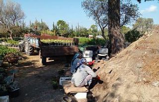 Bodrum’u güzelleştirmek için kendileri yetiştiriyor