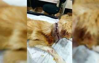 Boğazı kesik halde bulunan köpeği vatandaşlar...