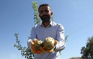 Bölgede ilki başardı, tropik Afrika meyvesi olan...