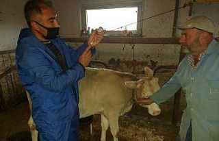 Bozüyük’te şap aşısı yapılmaya başlandı