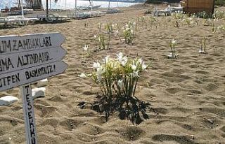 Bu çiçeği koparmanın cezası araba parası